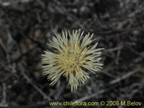 Imágen de Centaurea sp. #1196 (). Haga un clic para aumentar parte de imágen.