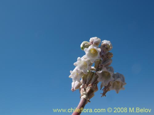 Conanthera urceolata的照片