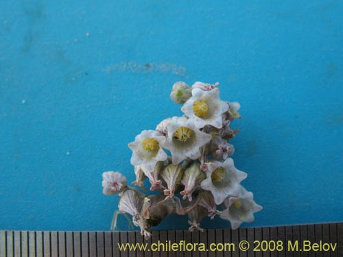 Фотография Conanthera urceolata (). Щелкните, чтобы увеличить вырез.