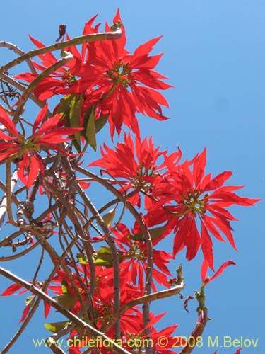 Bild von Euphorbia pulcherrima (Corona del inca  / Poinsettia / Flor de Pascua /  Flor de navidad / Nochebuena). Klicken Sie, um den Ausschnitt zu vergrössern.