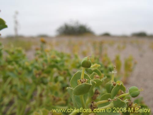 Фотография Euphorbia sp. #1352 (). Щелкните, чтобы увеличить вырез.
