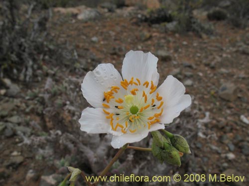 Image of Calandrinia sp. #1190 (). Click to enlarge parts of image.