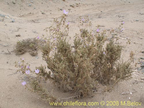 Image of Cristaria sp.   #1243 (). Click to enlarge parts of image.