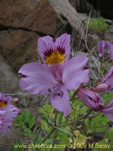 Imágen de Alstroemeria philippii var. philippii (). Haga un clic para aumentar parte de imágen.