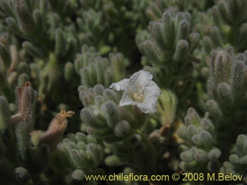Image of Nolana sp. #1790 (). Click to enlarge parts of image.