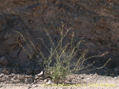 Werdermannia anethifolia의 사진