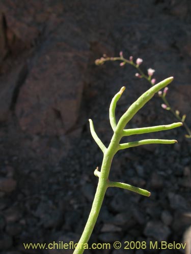 Werdermannia anethifoliaの写真