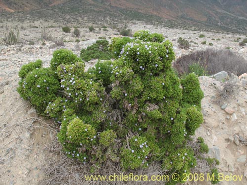 Image of Nolana ramosissima (). Click to enlarge parts of image.