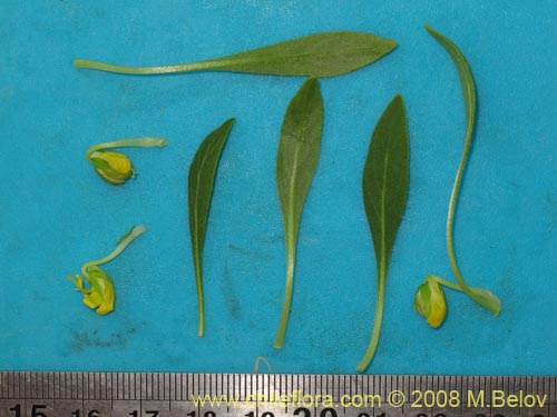 Image of Viola sp. #1166 (). Click to enlarge parts of image.