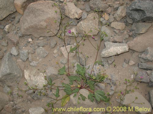 Cristaria molinaeの写真