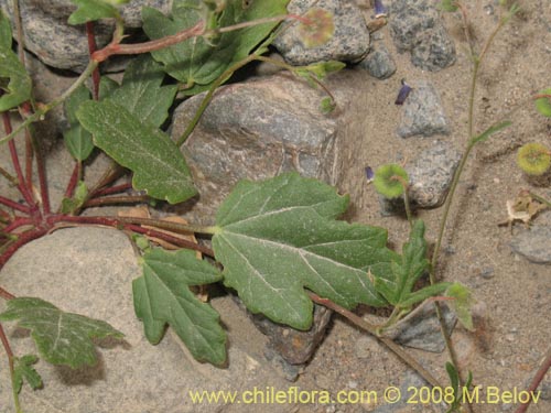 Cristaria molinaeの写真