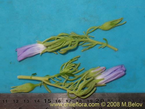 Imágen de Nolana linearifolia (). Haga un clic para aumentar parte de imágen.