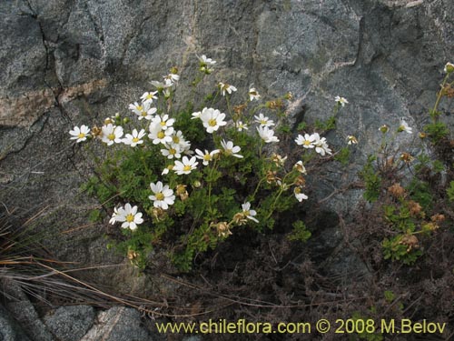 Imágen de Asteraceae sp. #Z 8024 (). Haga un clic para aumentar parte de imágen.