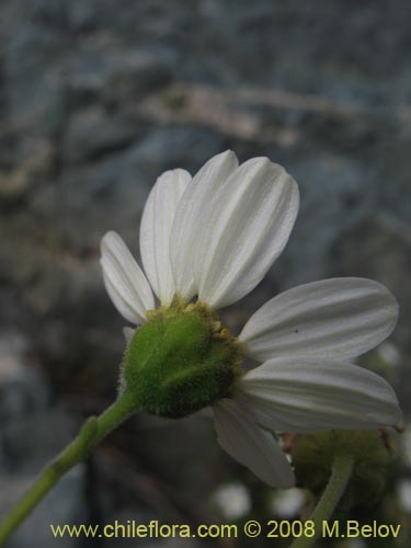 Imágen de Asteraceae sp. #Z 8024 (). Haga un clic para aumentar parte de imágen.