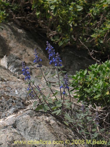 Bild von Salvia gilliesii (Salvia morada). Klicken Sie, um den Ausschnitt zu vergrössern.