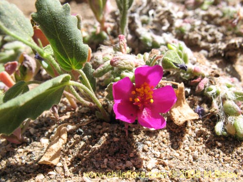 Image of Portulaca philippii (). Click to enlarge parts of image.