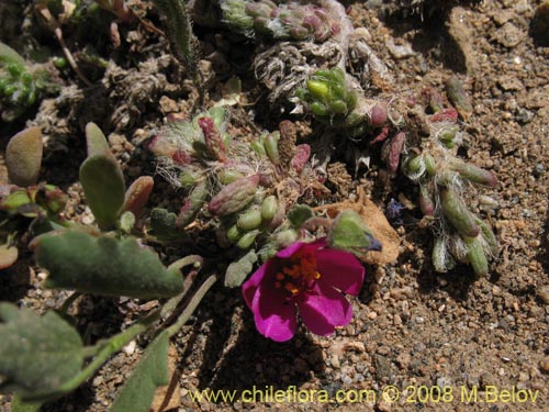 Image of Portulaca philippii (). Click to enlarge parts of image.