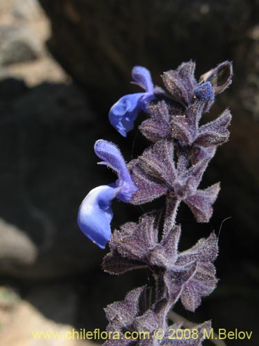 Salvia gilliesiiの写真