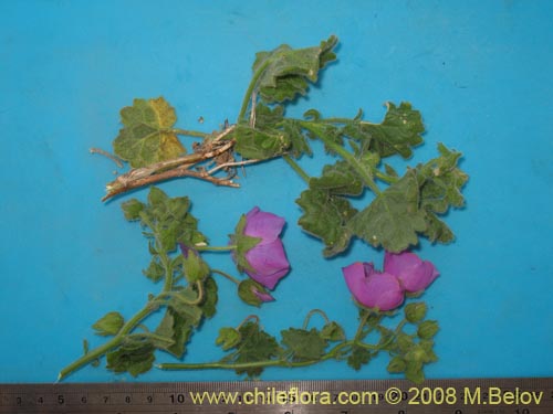 Image of Cristaria integerrima (). Click to enlarge parts of image.