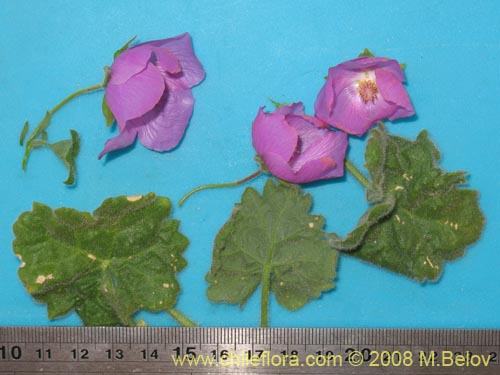 Image of Cristaria integerrima (). Click to enlarge parts of image.