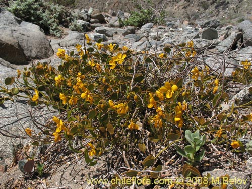 Image of Senna brogniartii (). Click to enlarge parts of image.