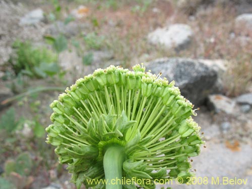 Apiaceae sp. #1159的照片