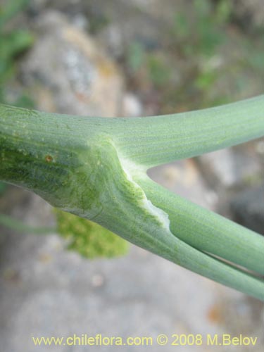Фотография Apiaceae sp. #1159 (). Щелкните, чтобы увеличить вырез.