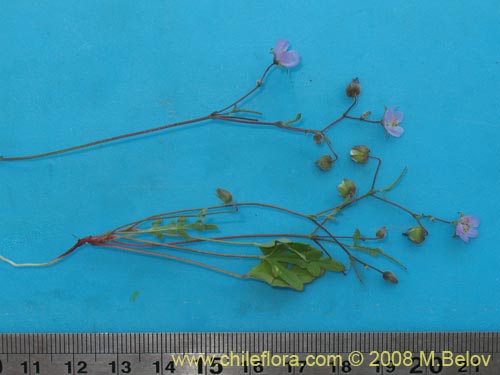 Image of Cristaria sp.   #1446 (). Click to enlarge parts of image.