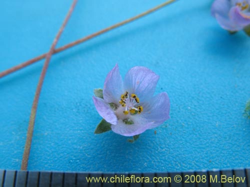 Image of Cristaria sp.   #1446 (). Click to enlarge parts of image.