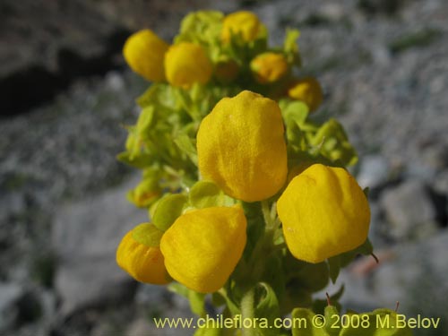 Image of Calceolaria paposana (). Click to enlarge parts of image.