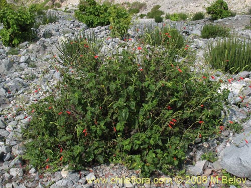 Salvia tubiflora的照片
