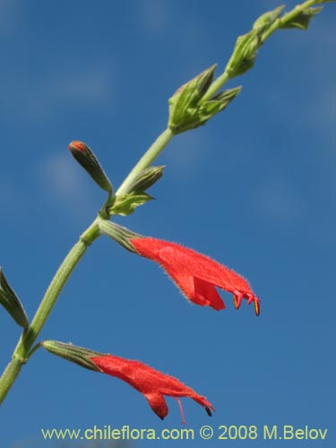 Salvia tubiflora的照片