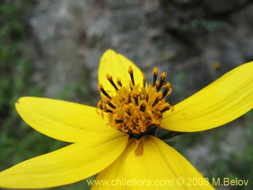 Image of Bidens sp. #1154 (). Click to enlarge parts of image.