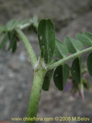 Фотография Fabaceae sp. #Z 8171 (). Щелкните, чтобы увеличить вырез.