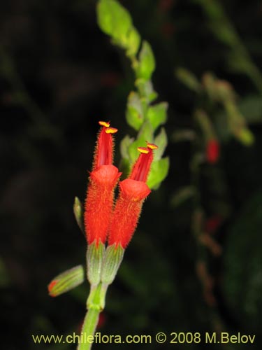 Bild von Salvia tubiflora (). Klicken Sie, um den Ausschnitt zu vergrössern.