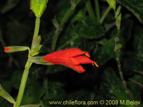 Bild von Salvia tubiflora (). Klicken Sie, um den Ausschnitt zu vergrössern.