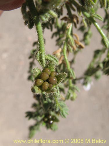 Image of Nolana leptophylla (). Click to enlarge parts of image.