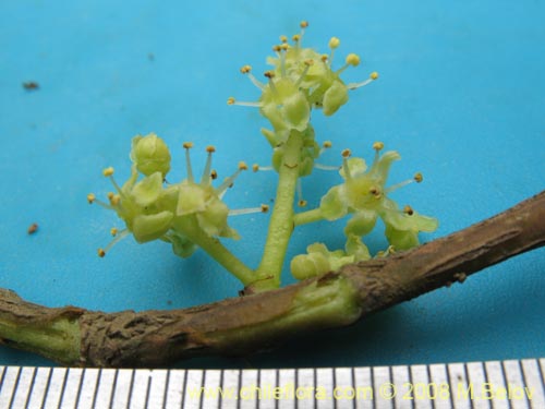 Image of Griselinia carlomunozii (). Click to enlarge parts of image.