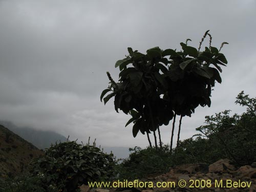 Фотография Croton chilensis (). Щелкните, чтобы увеличить вырез.