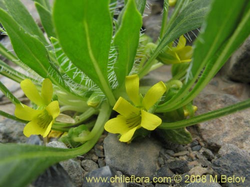 Image of Viola sp. #1166 (). Click to enlarge parts of image.