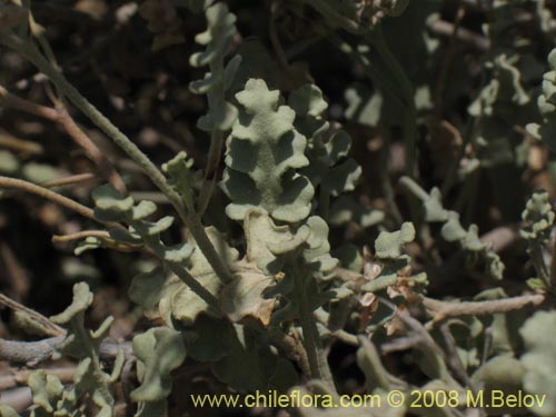 Image of Cristaria sp.   #1241 (). Click to enlarge parts of image.