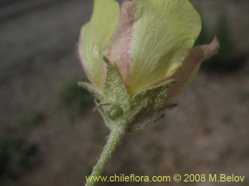 Malvaceae sp.の写真
