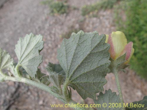 Фотография Malvaceae sp. (). Щелкните, чтобы увеличить вырез.