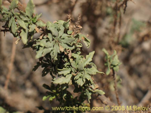 Imágen de Chenopodium sp. #3085 (). Haga un clic para aumentar parte de imágen.