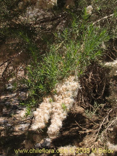 Baccharis salicifolia的照片