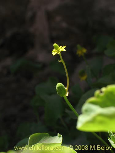 Фотография Ranunculus uniflorus (). Щелкните, чтобы увеличить вырез.