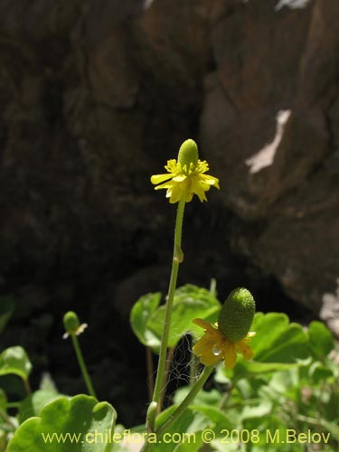 Фотография Ranunculus uniflorus (). Щелкните, чтобы увеличить вырез.