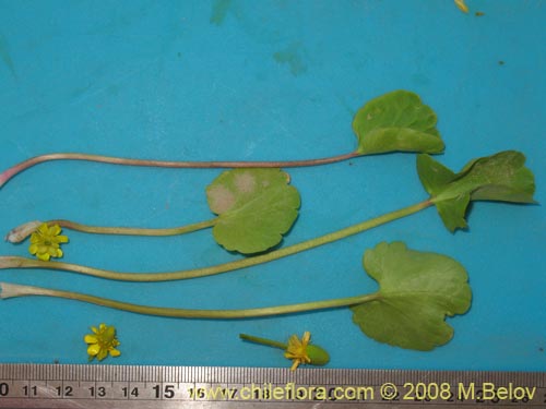 Ranunculus uniflorusの写真