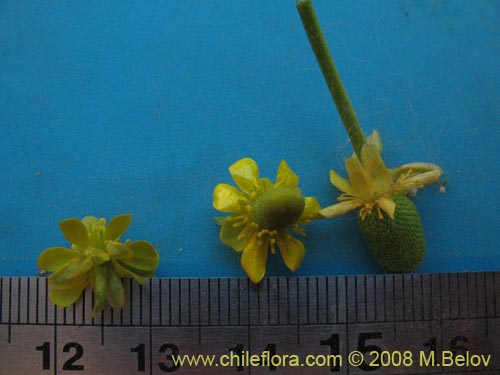 Ranunculus uniflorusの写真