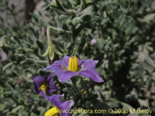 Solanum sp.  #1604の写真